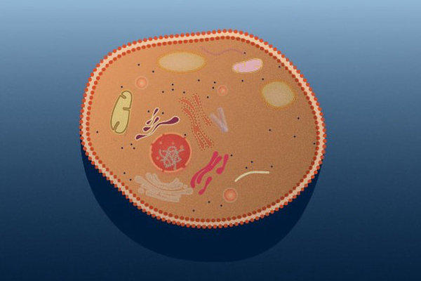 Cell under stress