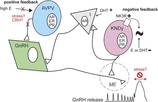 Schematic of possible regulation of the reproductive neuroendocrine system in adults